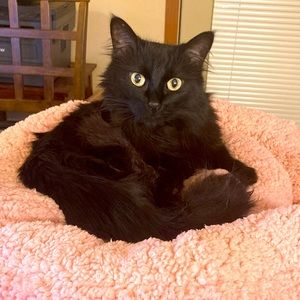 Meet your Posher, Sephtis